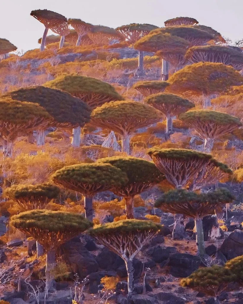 Socotra trip prices