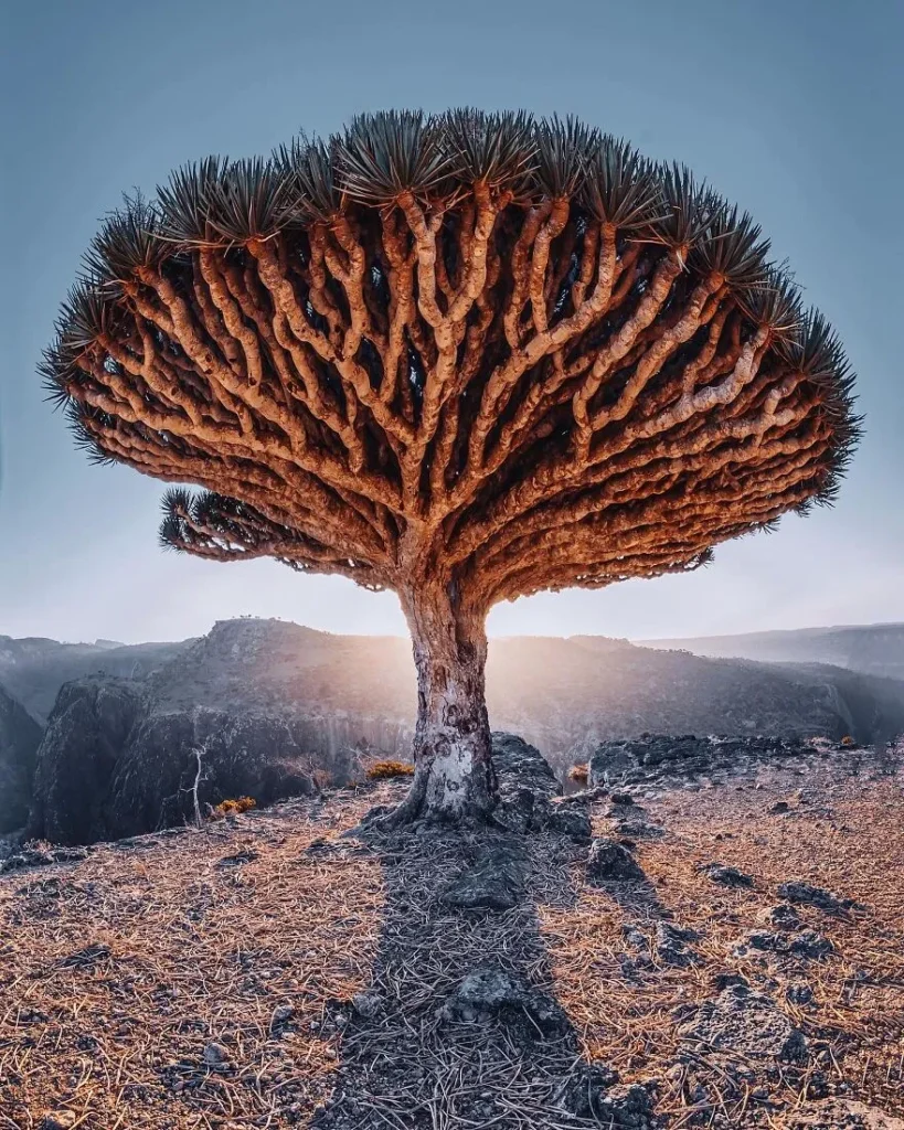 Socotra trip prices