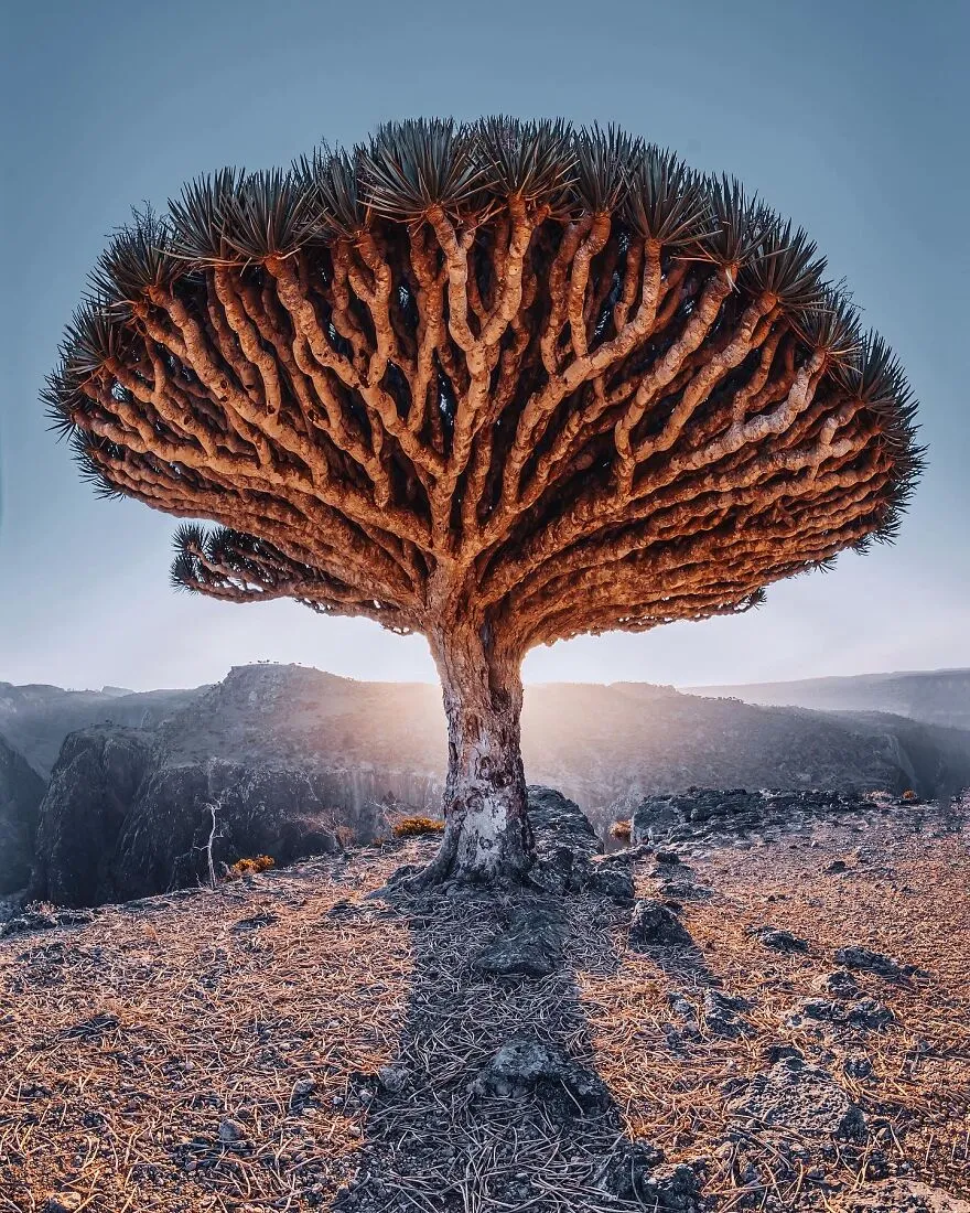 Discovering Socotra’s Hidden Gems with Showmesocotra: A Guide to Unforgettable Experiences