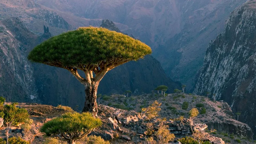 Traveling to Socotra: Rare Brothers' Blood Trees in the Heart of the Island
